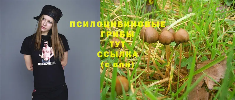 где найти наркотики  Тырныауз  гидра зеркало  Галлюциногенные грибы Magic Shrooms 